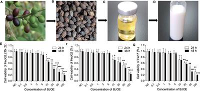 Inhibition of Hepatitis B Virus (HBV) replication and antigen expression by Brucea javanica (L.) Merr. oil emulsion